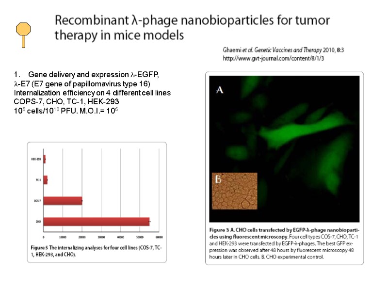 Gene delivery and expression l-EGFP,  l-E7 (E7 gene of papillomavirus type 16) Internalization